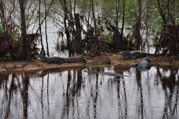 Jacarés ao lado da estrada-parque do Pantanal Sul, na região de Corumbá, no Mato Grosso do Sul